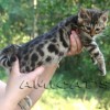 Bengal Mini Leopardo Amicat´s Filhotes Preço Comprar Vender